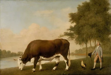 Lincolnshire Ox